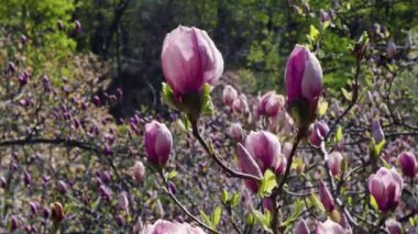 pembe manolya çiçekleri, pembe manolya, ağaç dalı pembe Manolya çiçekleri, Manolya ağacı çiçeği, 