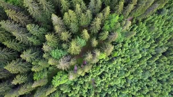 Vista Floresta Conífera Cima Topo Floresta Conífera Densa Vista Aérea — Vídeo de Stock