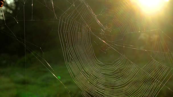 Ragnatela Sotto Raggi Del Sole Ragnatela Ragno Primo Piano Bella — Video Stock