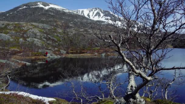 ロフォーテン諸島の孤独な木 ノルウェーの湖のほとりにある孤独な木 山を背景に湖のほとりに松の木 — ストック動画