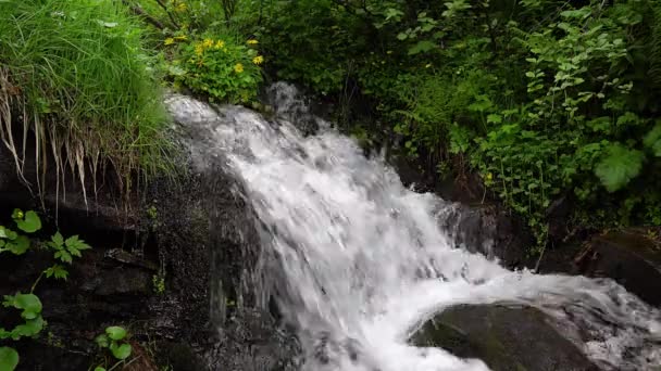 黄色の花や渓流 シダと渓流 山の川の速い流れ水 滝の背景に野生の花 — ストック動画