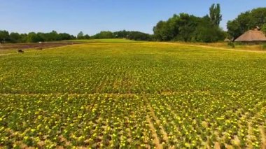 kadife çiçeği alanının havadan görünümü, çiçek alanının üst görünümü, iki renkli çiçek alanı anten
