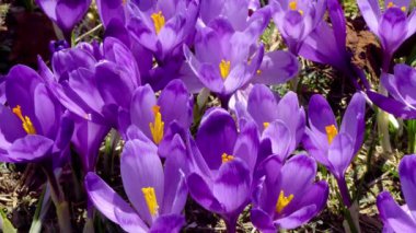 çiçekli crocuses yakın, glade üzerinde çiçekli crocuses, karpat dağlarda Bahar crocuses, yabani mor crocuses Alanı, yabani büyüyen bahar çiçekleri çiğdem güzelliği baharda çiçeklenme,