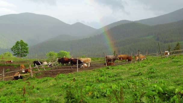 Grasende Kühe Und Ein Regenbogen Den Bergen Luftaufnahme Von Kühen — Stockvideo