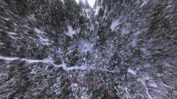 針葉樹の冬上からのフォレスト ビュー ビュー空中松ともみ 空中ビューの松の木の冬の松林 密な針葉樹林上便冬山の森 — ストック動画