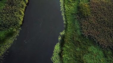 nehrin havadan görünümü, nehir yeşil ağaçlar üzerinde uçan, büyümüş gölet ve nehirler üzerinde uçuş, büyümüş gölet 4k havadan görünümü, büyük bir büyümüş nehir üzerinde adalar üzerinde Uçuş