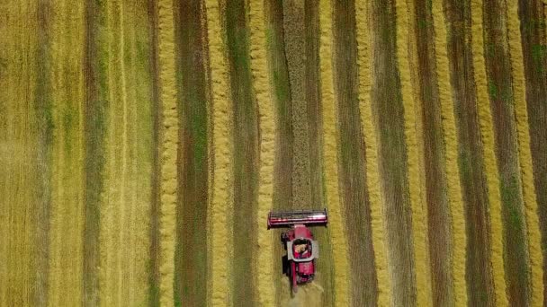 Вид Зверху Комбайна Поле Пшениці Аерофотозйомка Комбайна Вид Зверху Сучасну — стокове відео