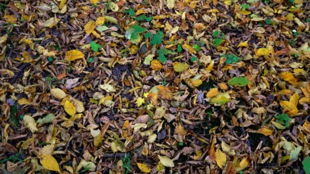 Textur Der Herbstblätter Ahornblatt Herbstlaub Herbstblatt Auf Dem Boden — Stockvideo