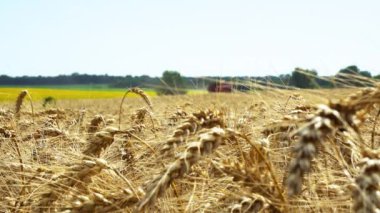 buğday ani yakın, olgun buğday tarlası, Buğday Tarlası Rüzgar tarafından Okşandı, Buğday ani bir çalışma birleştirmek arka plan üzerinde sivri