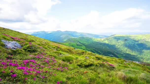 Zeitraffer Blühender Rhododendron Den Karpaten Blick Vom Gipfel Der Berge — Stockvideo