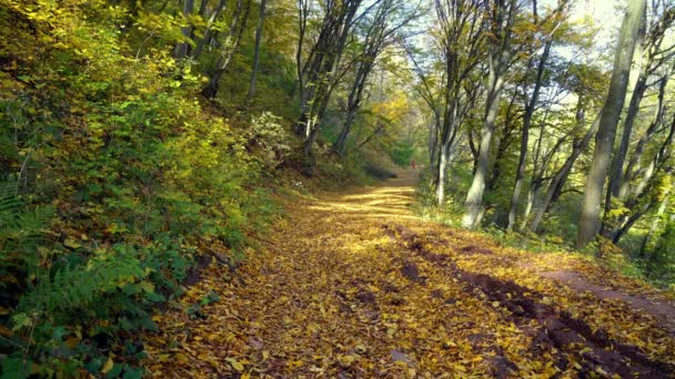 Straße Herbstwald Herbstbaumweg Herbstpfad Entlaubung Buchenwald — Stockvideo