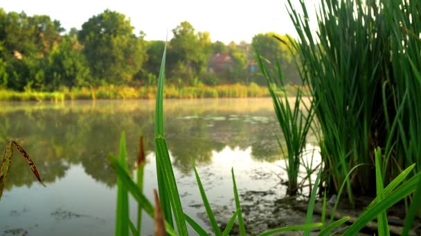 芦荟和晨雾在河上 日出通过簧片 太阳通过簧片 — 图库视频影像