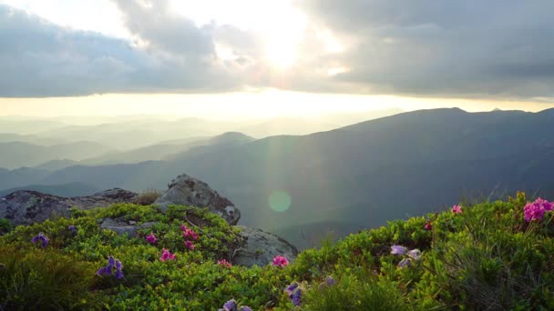 山花在夕阳的映照下 夕阳的曙光在山上 戏剧性的夕阳在春天的喀尔巴鄂山脉 阳光透过云中的山朵 在夕阳下在山上盛开的杜松子 — 图库视频影像