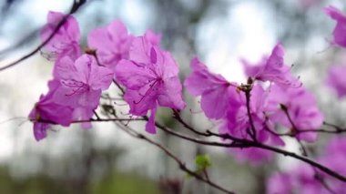 rhododendron yakın çekim çiçekleri, Pembe rhododendron, güzel Rhododendron,