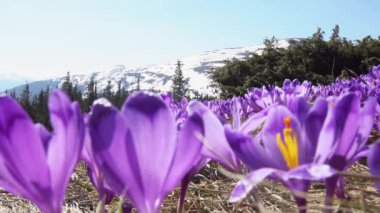 çiçekli crocuses yakın, glade üzerinde çiçekli crocuses, karpat dağlarda Bahar crocuses, yabani mor crocuses Alanı, 