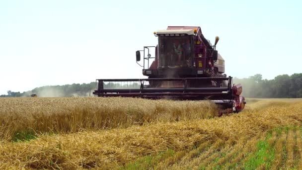 Combine Pours Grain Close Combine Harvester Chamfered Wheat Field Modern — Stock Video