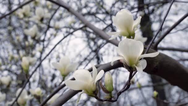 Білі Квіти Магнолії Квіти Білої Магнолії Біла Магнолія Білі Квіти — стокове відео