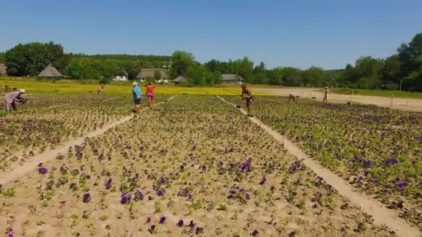 Top Syn Människor Som Arbetar Blomma Fältet Flygfoto Området Ringblomma — Stockvideo