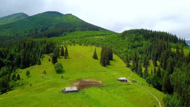 山の中でクリーマリーチーズの空中ビュー 山の牧草地で孤独な家 カルパティア山脈で放牧牛と緑の草原の上にドローン空中飛行 — ストック動画