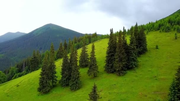 Hegyre Néző Tűlevelű Fák Légifelvételei Légifelvétel Erdős Hegyekre Csodálatos Repülés — Stock videók