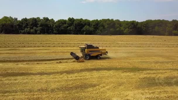 コンバイン収穫機の航空映像 近代的な組み合わせの航空写真は フィールド上の小麦を収穫し 組み合わせの真上に飛ぶ — ストック動画