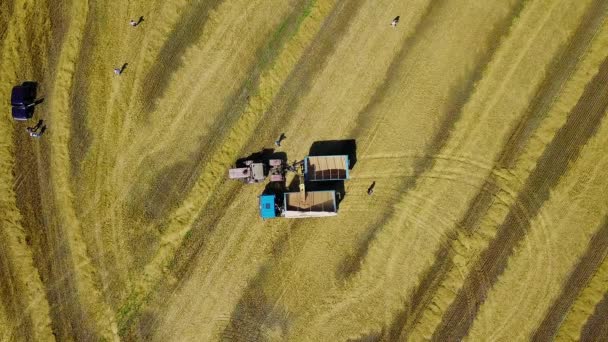 Vista Aerea Macchine Agricole Sul Campo Grano Scena Agricola Con — Video Stock