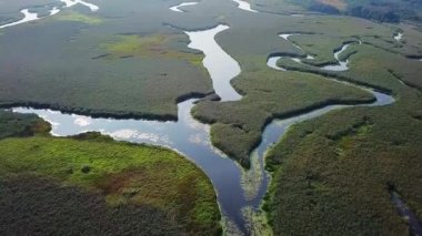 Pripyat River FLOODPLAIN havadan görünümü, nehir sarma havadan görünümü, sulak alanların havadan görünümü, bataklık havadan görünümü