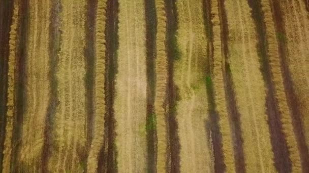 Вид Воздуха Пшеничное Поле Поля Пшеницы Европе Вид Воздуха Сбор — стоковое видео
