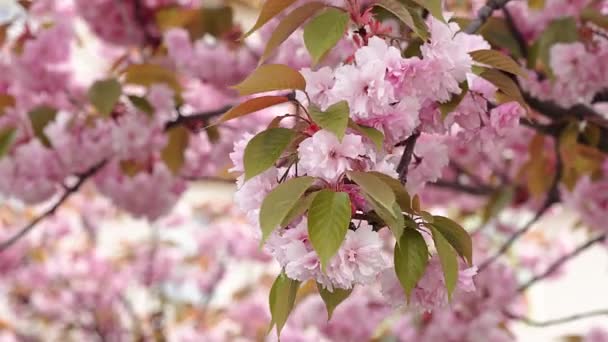 咲くピンクの桜 桜の春の花 春の花の背景 ピンクの花と繊細な花びらが風に揺れる桜の枝 — ストック動画