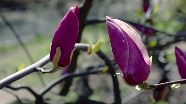 Roze Magnolia Bud Bloemen Van Magnolia Roze Magnolia Roze Bloemen — Stockvideo