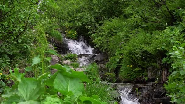 黄色の花や渓流 シダと渓流 山の川の速い流れ水 滝の背景に野生の花 — ストック動画