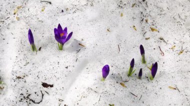 karda çiçekli crocuses, çiçekli crocuses yakın, Karda Bahar crocuses, Baharda çiçek açan bahar çiçekleri çiğdem Güzelliği,