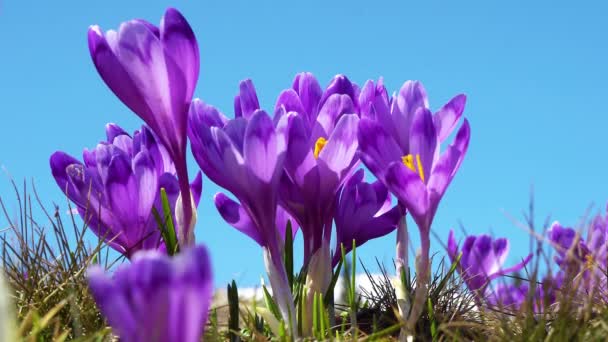 Crochi Fiore Vicino Crochi Fiore Sulla Radura Crochi Primaverili Montagne — Video Stock