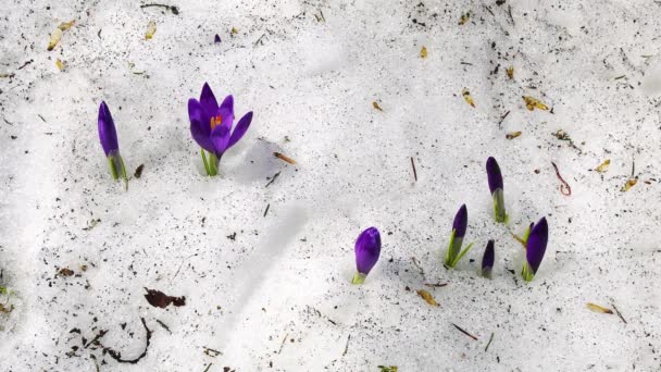 Flowering crocuses in the snow, flowering crocuses close up, Spring crocuses in snow, Beauty of wildgrowing spring flowers crocus blooming in spring, — Stock Footage Flowering Crocuses Snow Flowering Crocuses Close Spring Crocuses Snow Beauty Video Clip