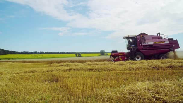 Chamfered Buğday Alanında Hasat Birleştirmek Modern Alanda Hasat Buğday Birleştirmek — Stok video