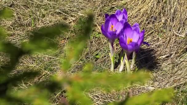 Igły Świerkowe Kwitnienia Krokusy Kwitnienia Bliska Krokusy Wiosna Igły Piękno — Wideo stockowe