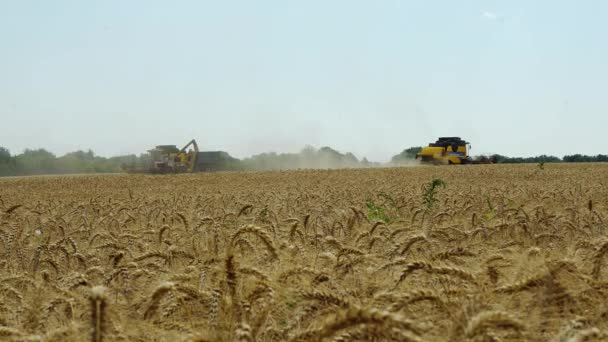 Mietitrebbia Sul Campo Grano Smussato Moderna Mietitrebbia Mietitura Grano Sul — Video Stock