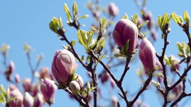 분홍빛 분홍빛 가지에 분홍빛 마그놀리아 마그누이아 나무의 꽃봉오리 — 비디오