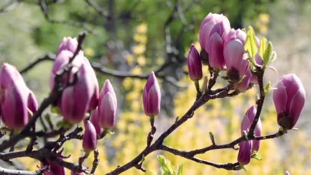 Kwiaty Różowej Magnolii Różowa Magnolia Różowe Kwiaty Magnolii Gałęzi Drzewa — Wideo stockowe