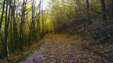 insanlar sonbahar ormanında yürümek, sonbahar ormanda yol, kayın korusun defoliation