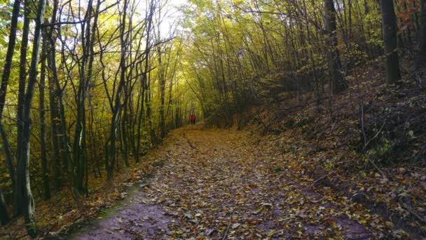 人们走在秋天的森林里 在秋天的森林里 在山毛毛树林中去皮 — 图库视频影像