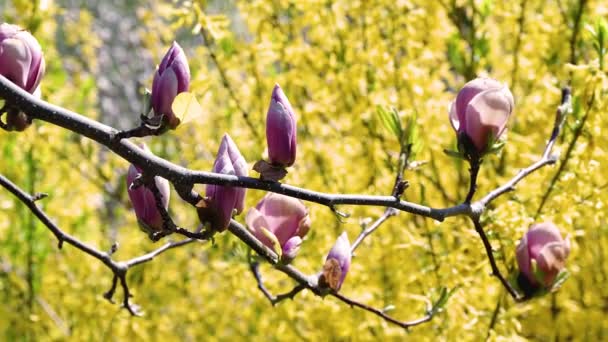 Rosa Magnolienknospe Blüten Der Rosa Magnolie Rosa Magnolie Rosa Magnolienblüten — Stockvideo