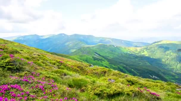 Rododendros Las Montañas Lapso Tiempo Flores Silvestres Rhododendron Montaña Verano — Vídeo de stock