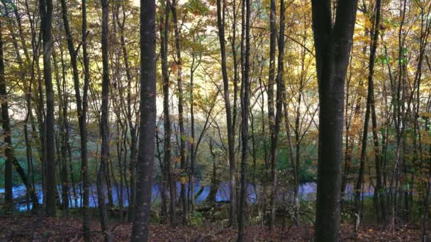 Rzeka Jesienny Las Bukowy Piękne Jesienne Drzewa Defoliacja Lesie Bukowym — Wideo stockowe