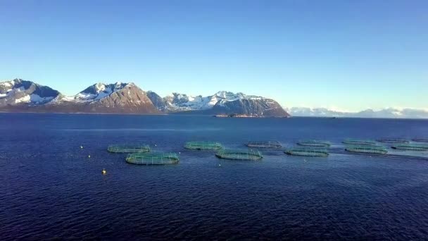 Luftaufnahme Einer Lachsfarm Norwegen Flug Über Einer Lachsfarm Norwegen Netzwerk — Stockvideo