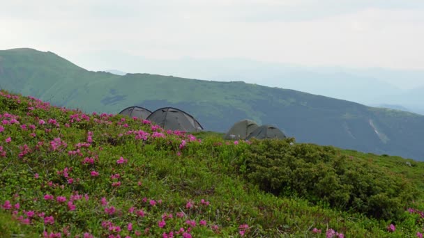 Bloeiende Rododendrons Tent Kamp Karpaten Tentenkamp Top Van Bergen Rododendrons — Stockvideo