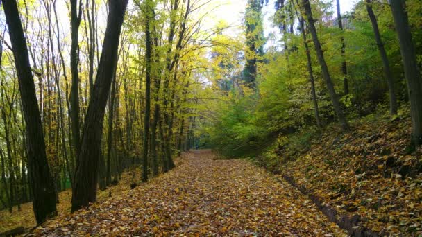 Route Forêt Automne Route Des Arbres Automne Sentier Automne Défoliation — Video