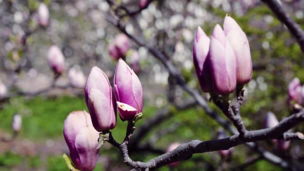 Rosa Magnolia Knoppar Blommor Den Rosa Magnolia Rosa Magnolia Rosa — Stockvideo