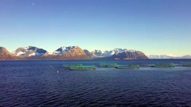 挪威鲑鱼养殖场 挪威鲑鱼捕捞场 挪威海鲑鱼养殖网络 — 图库视频影像