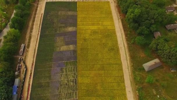 Letecký Pohled Oblast Marigold Pohled Pole Květin Dvě Barevná Pole — Stock video